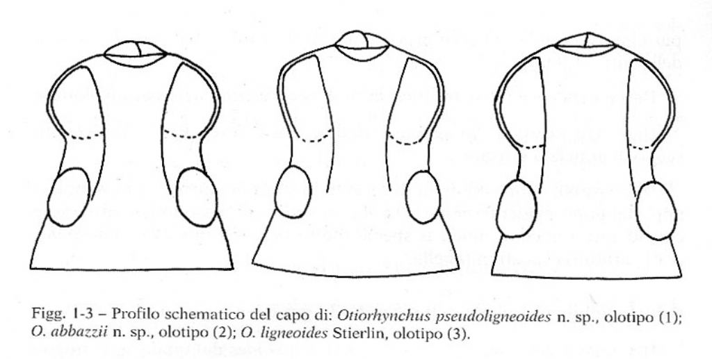 Curculionidae: Otiorhynchus lutosus?  S  !